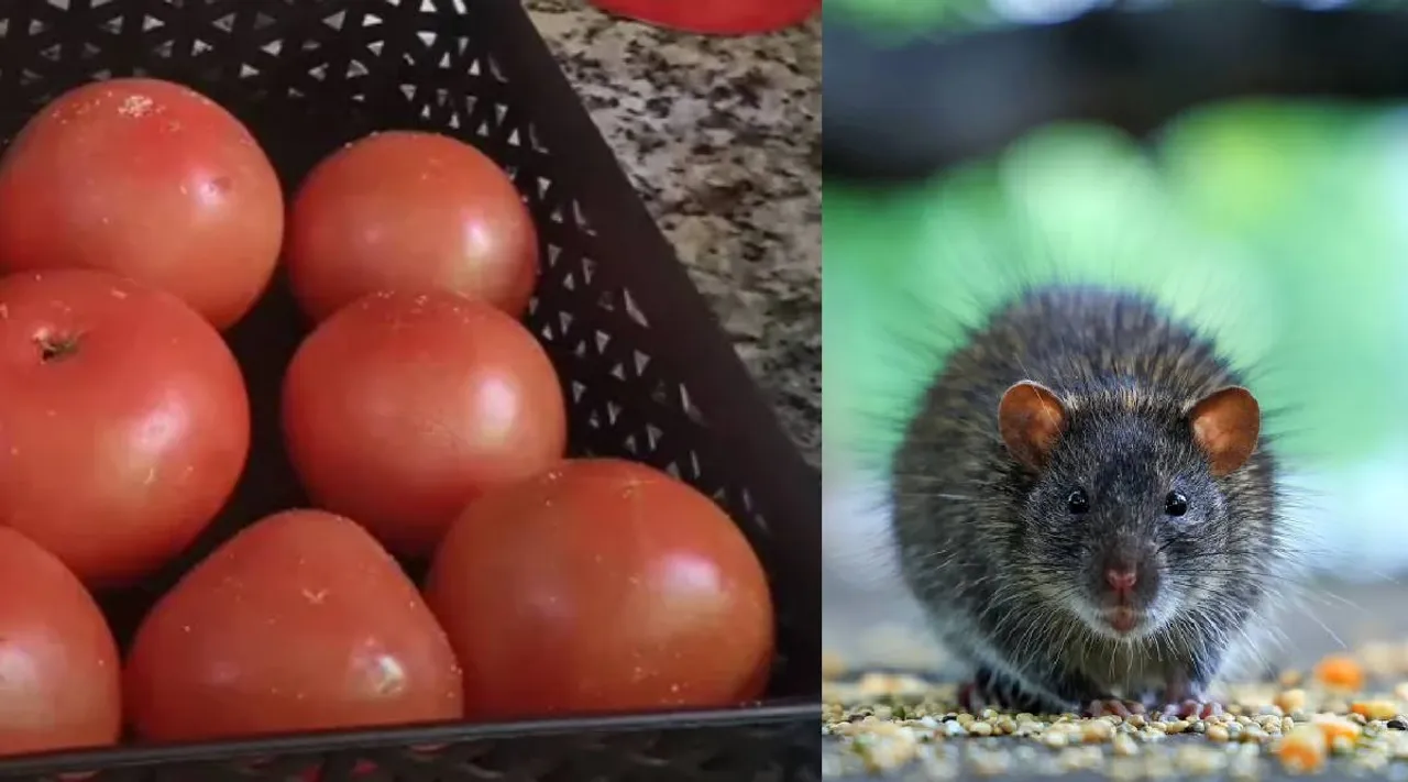 Rat and Tomato