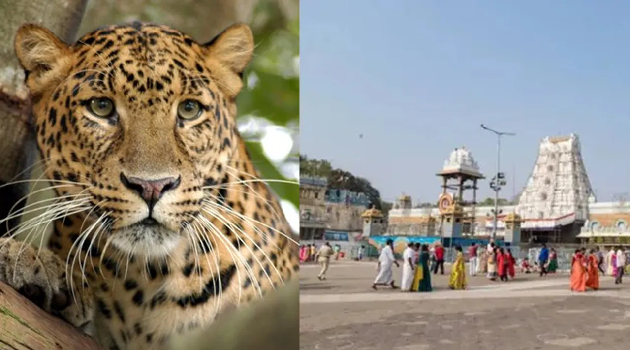 Tirupati Leopard