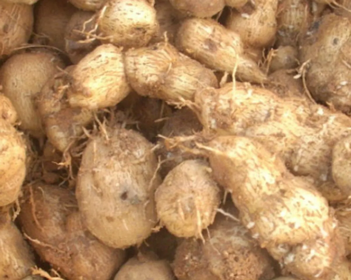 sirukizhangu