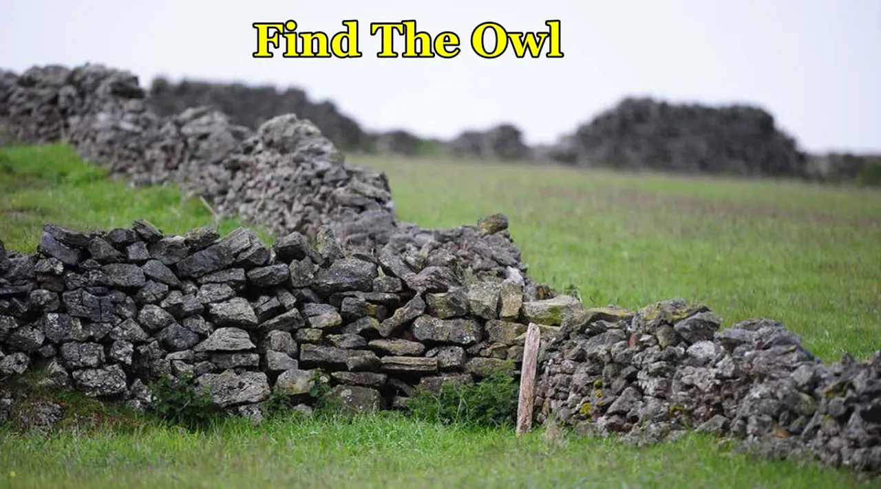 Owl where