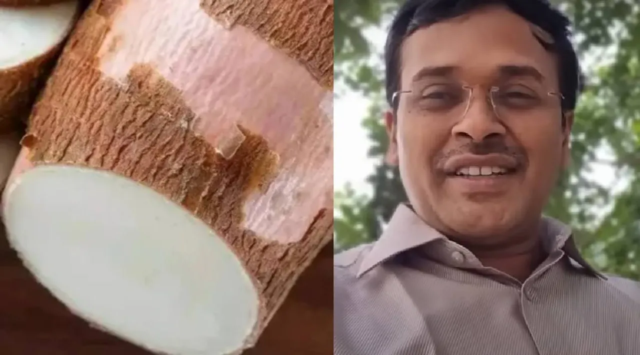 Cassava