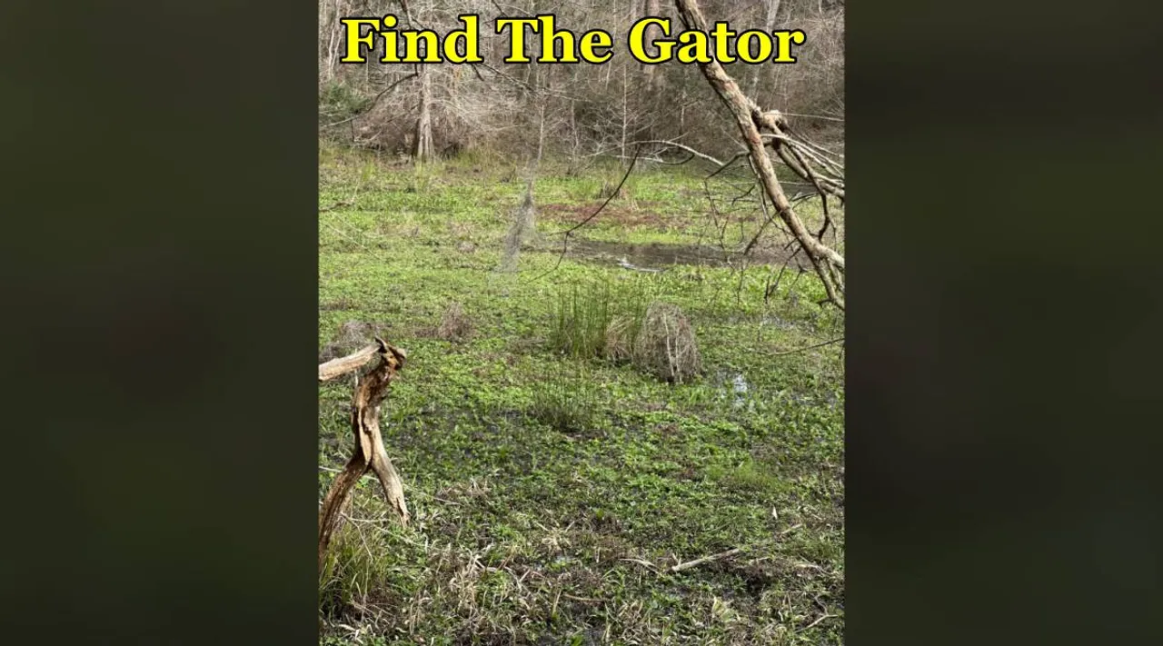 Find Gator