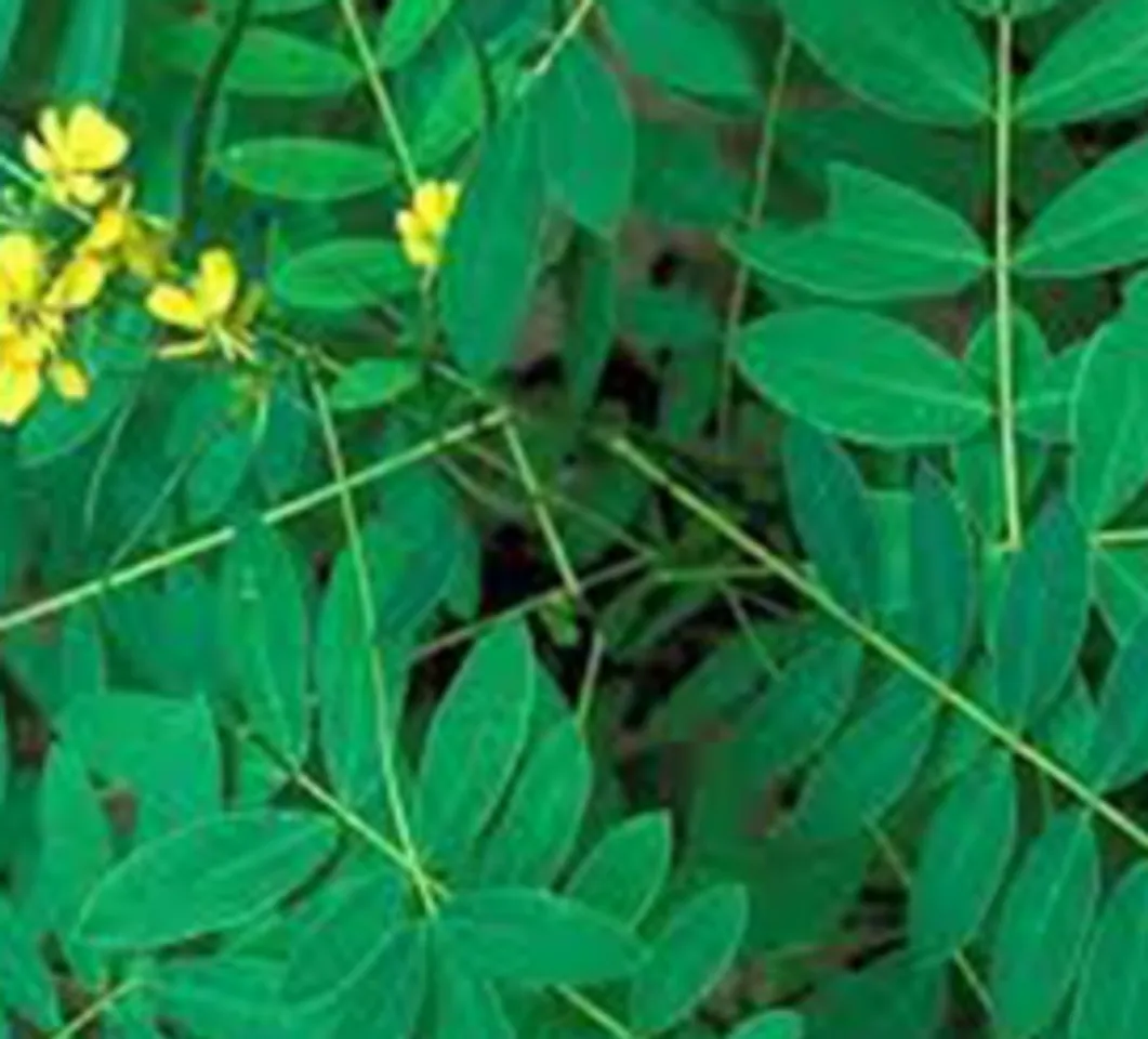 nilavaarai