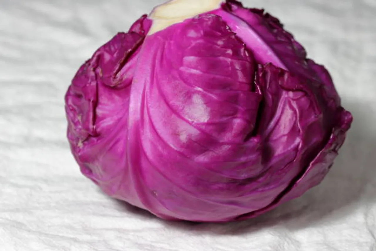 purple cabbage
