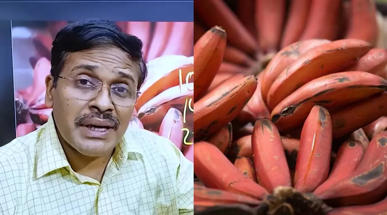 Dr Karthikeyan Red Banana