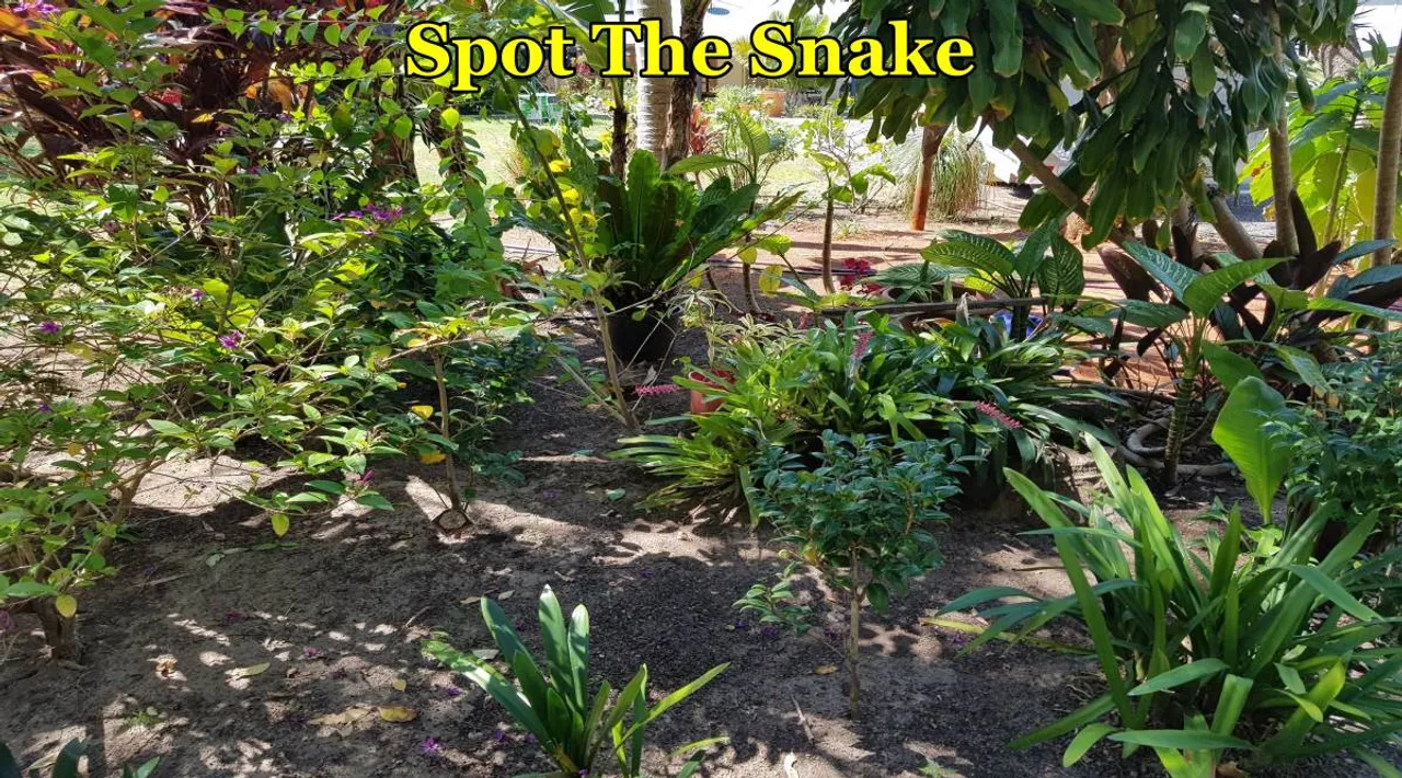 Spot The Snake