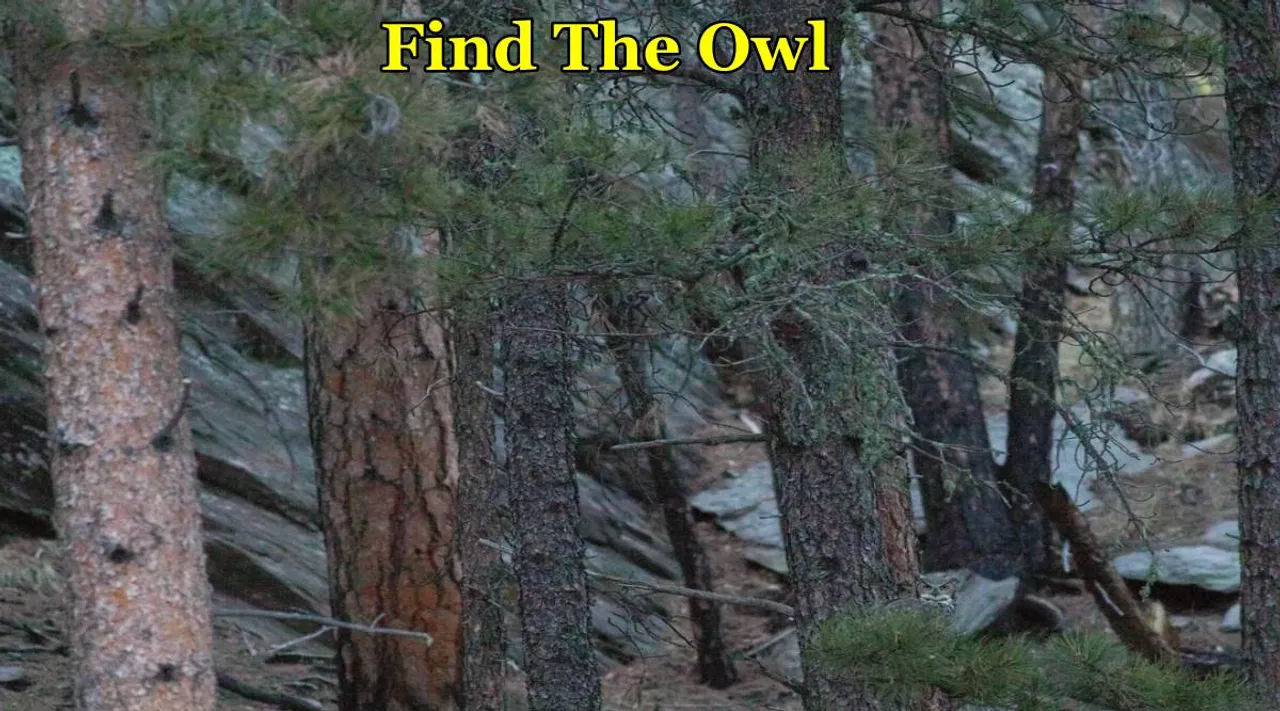 Find The Owl 3y