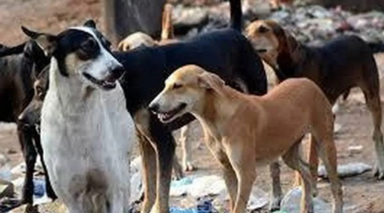 dogs 1