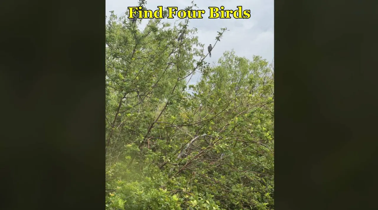 Find Four Birds