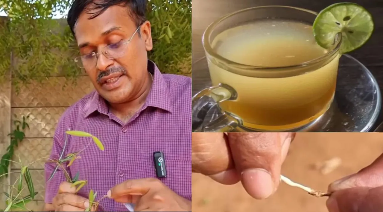 நன்னாரி பயன்கள்