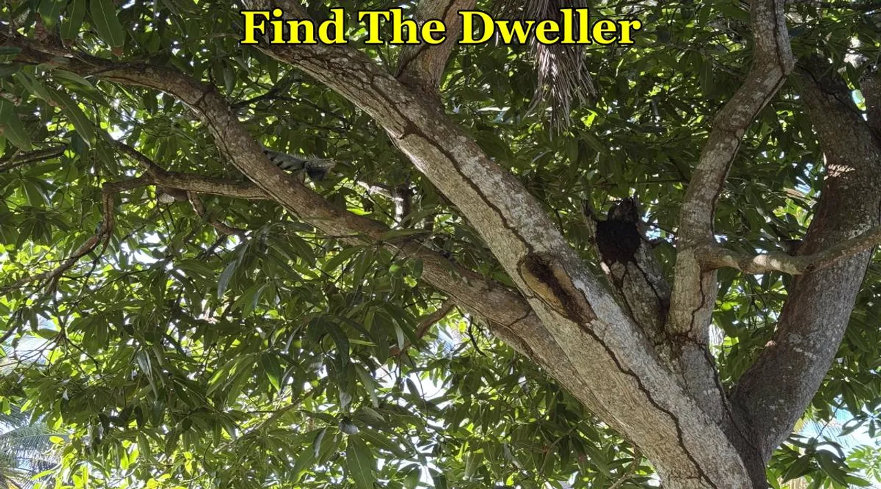 Find The Dweller
