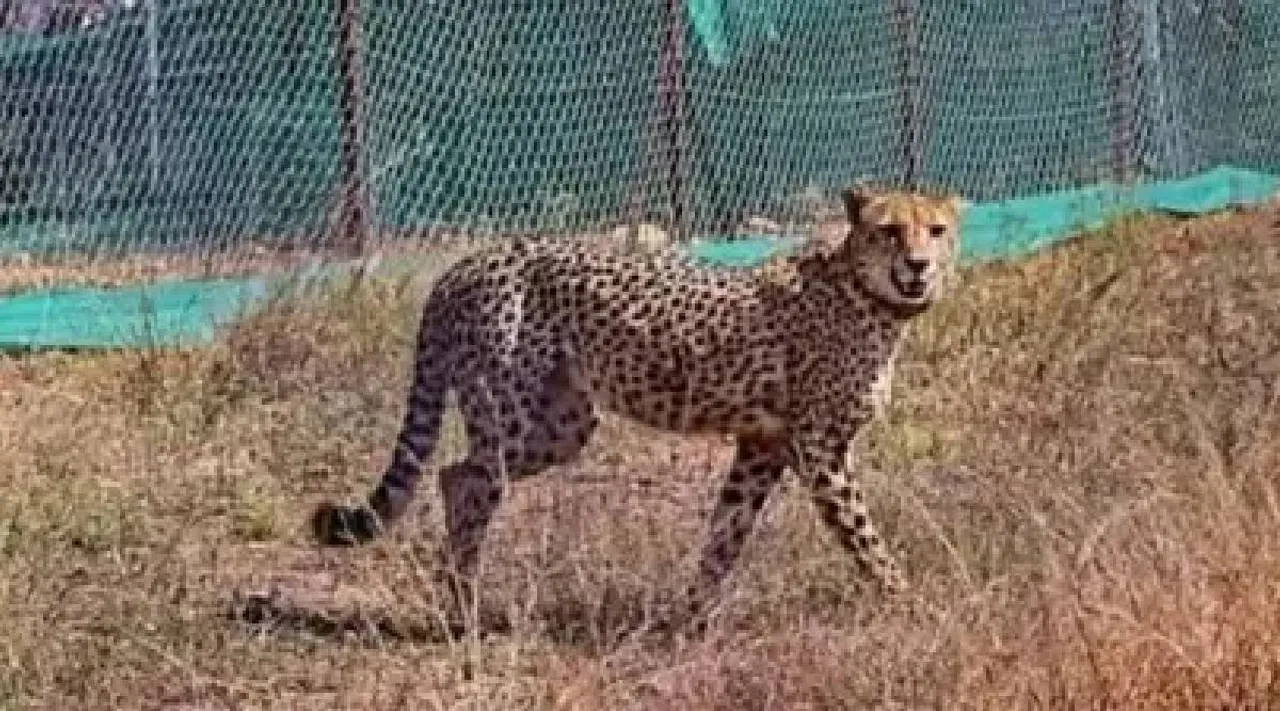 Leapord
