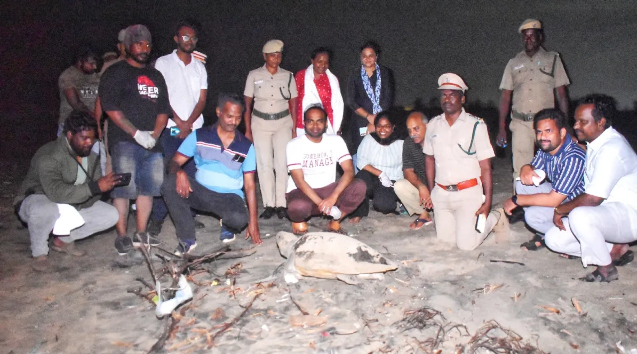 Cuddalore Collector Sibi Adhithya Senthil Kumar participate collecting Olive Ridley turtle eggs coast Tamil News  