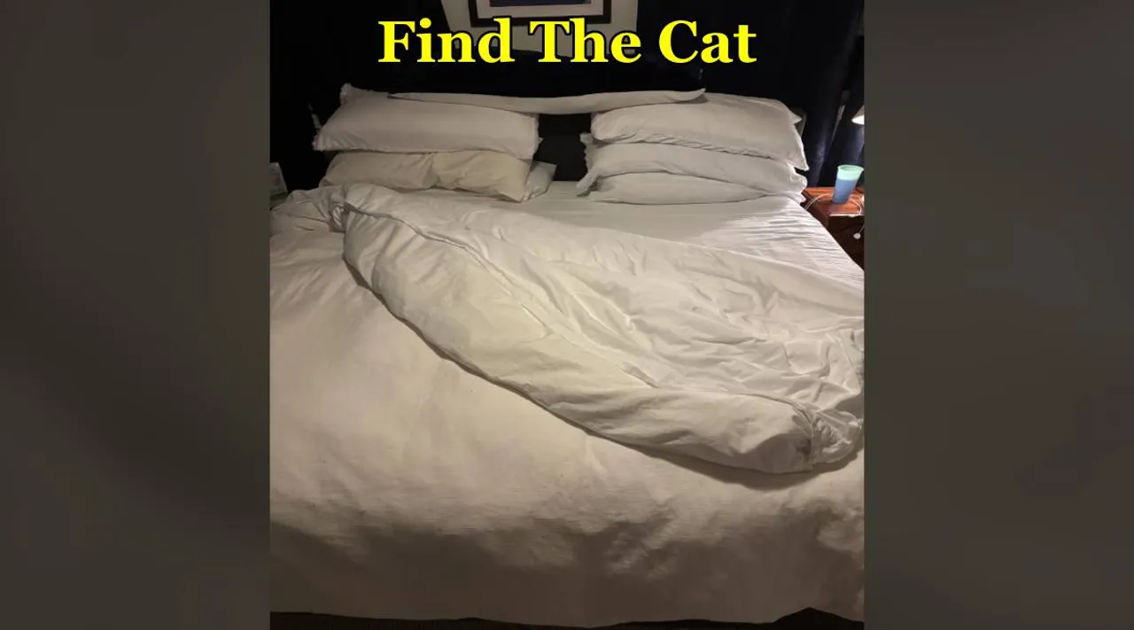 Cat here 