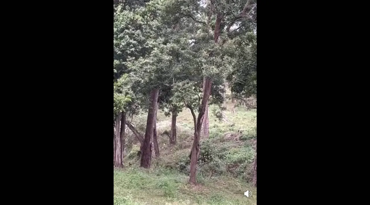 Tiger Masinagudi