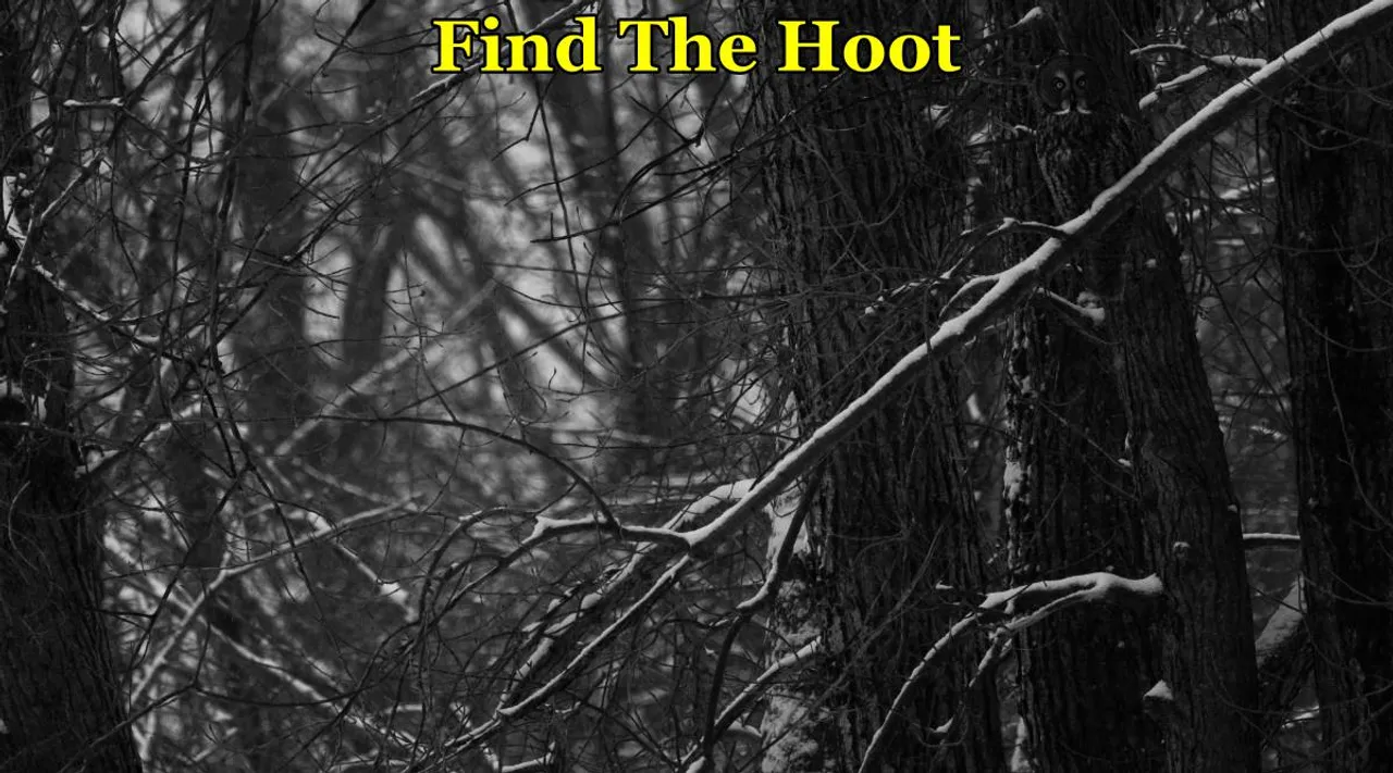 Find The Hoot