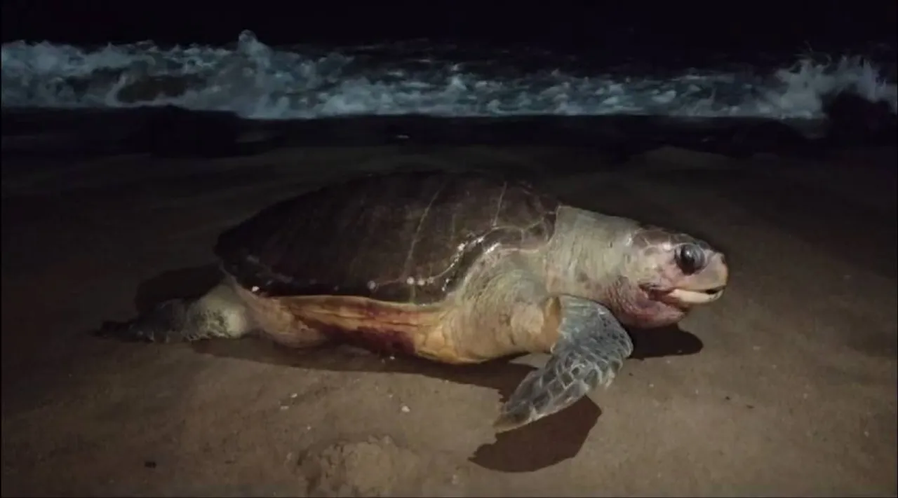 dead turtle