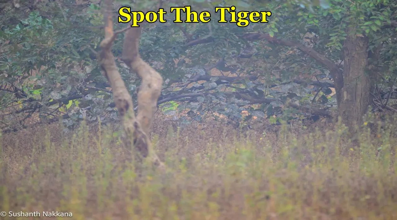 Spot The Tiger