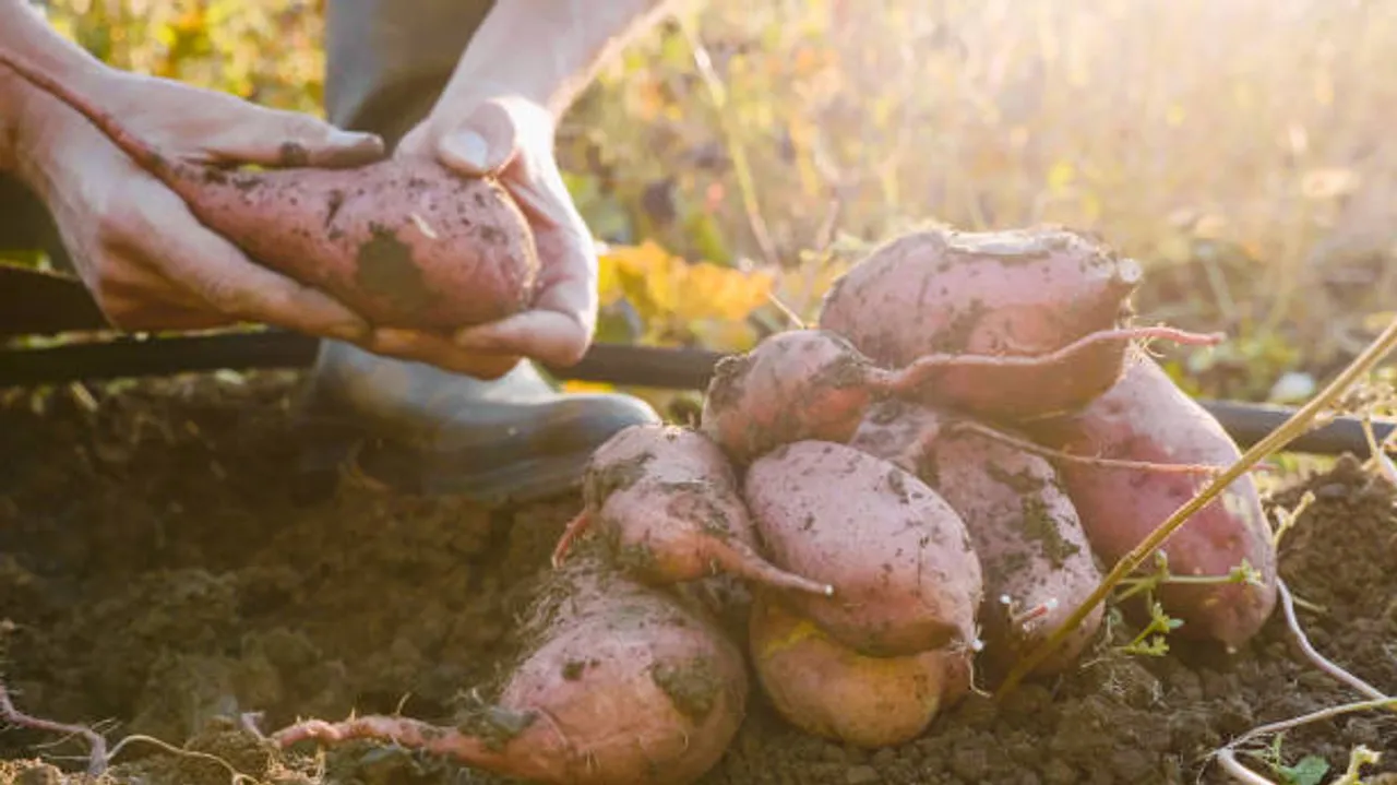 sweet potato