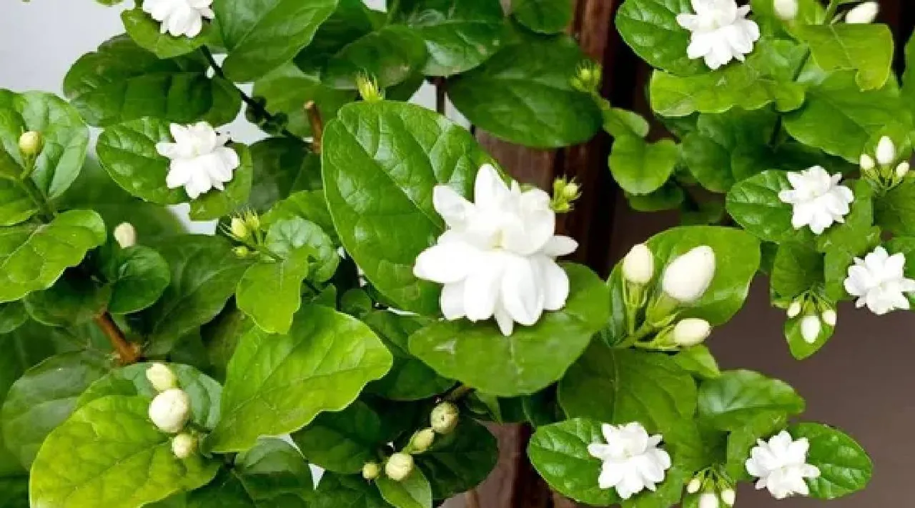 Jasmine garden