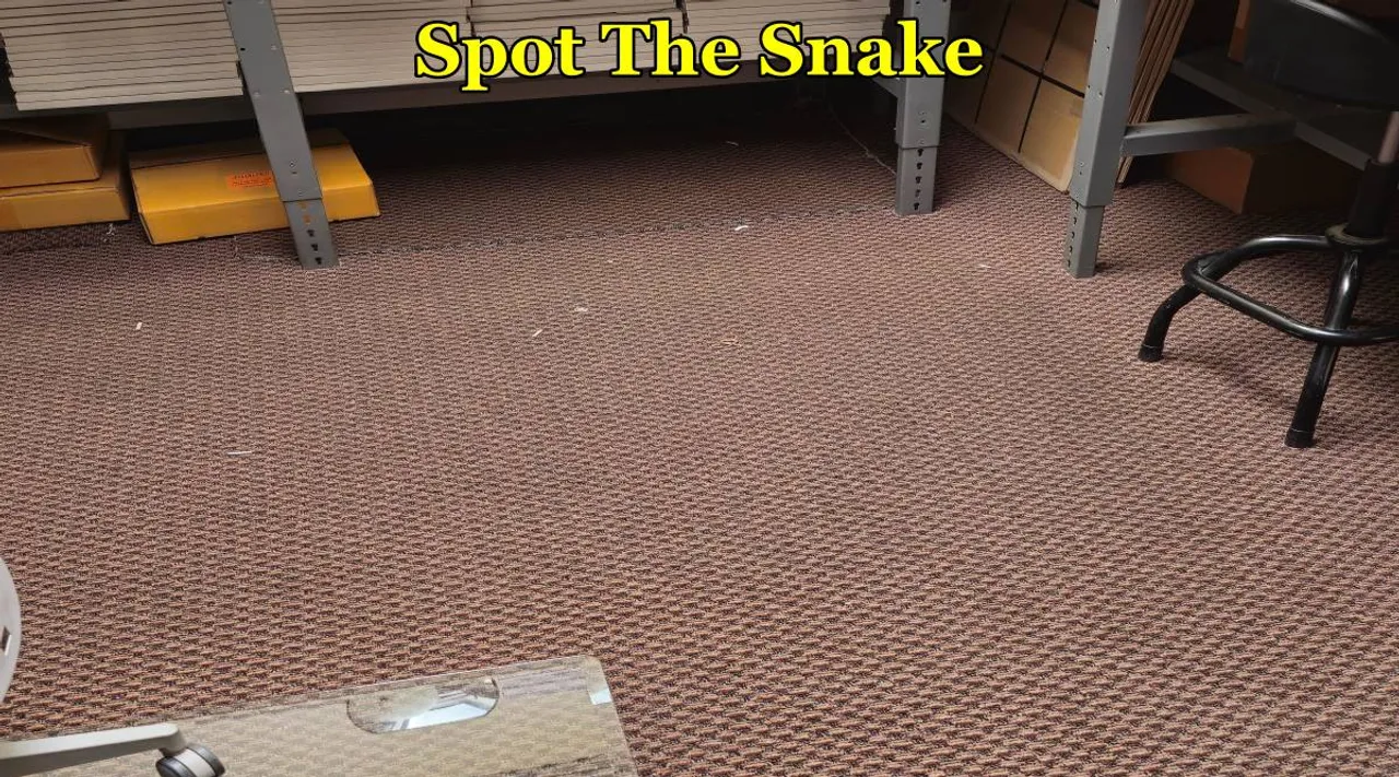 Snake discover