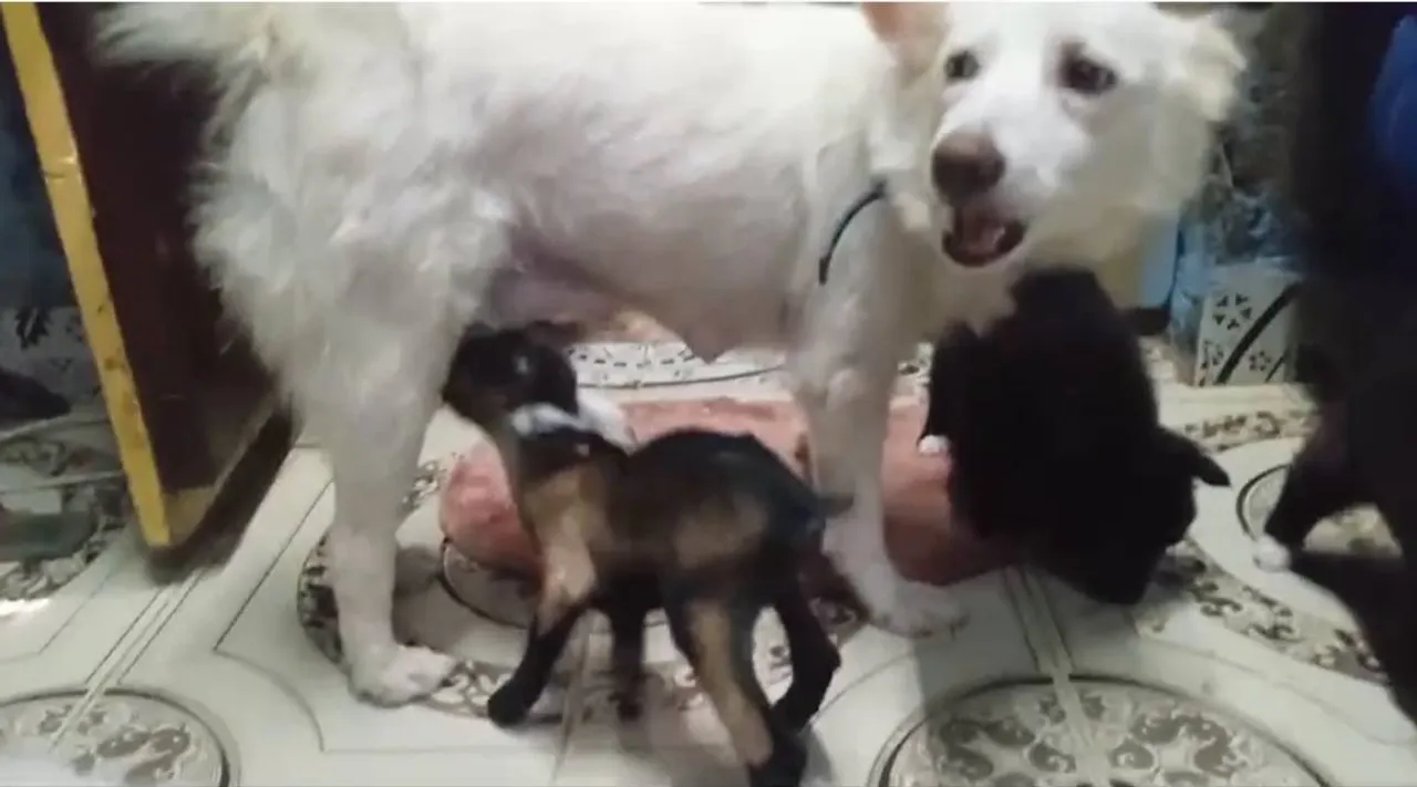 dog feeding lamb