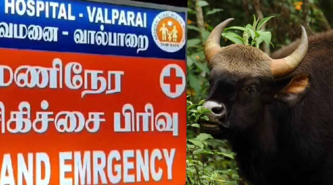 Bison attack