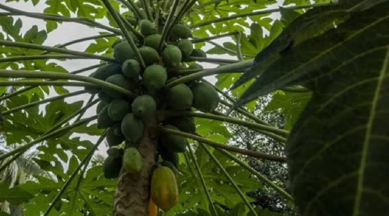Papaya leaves