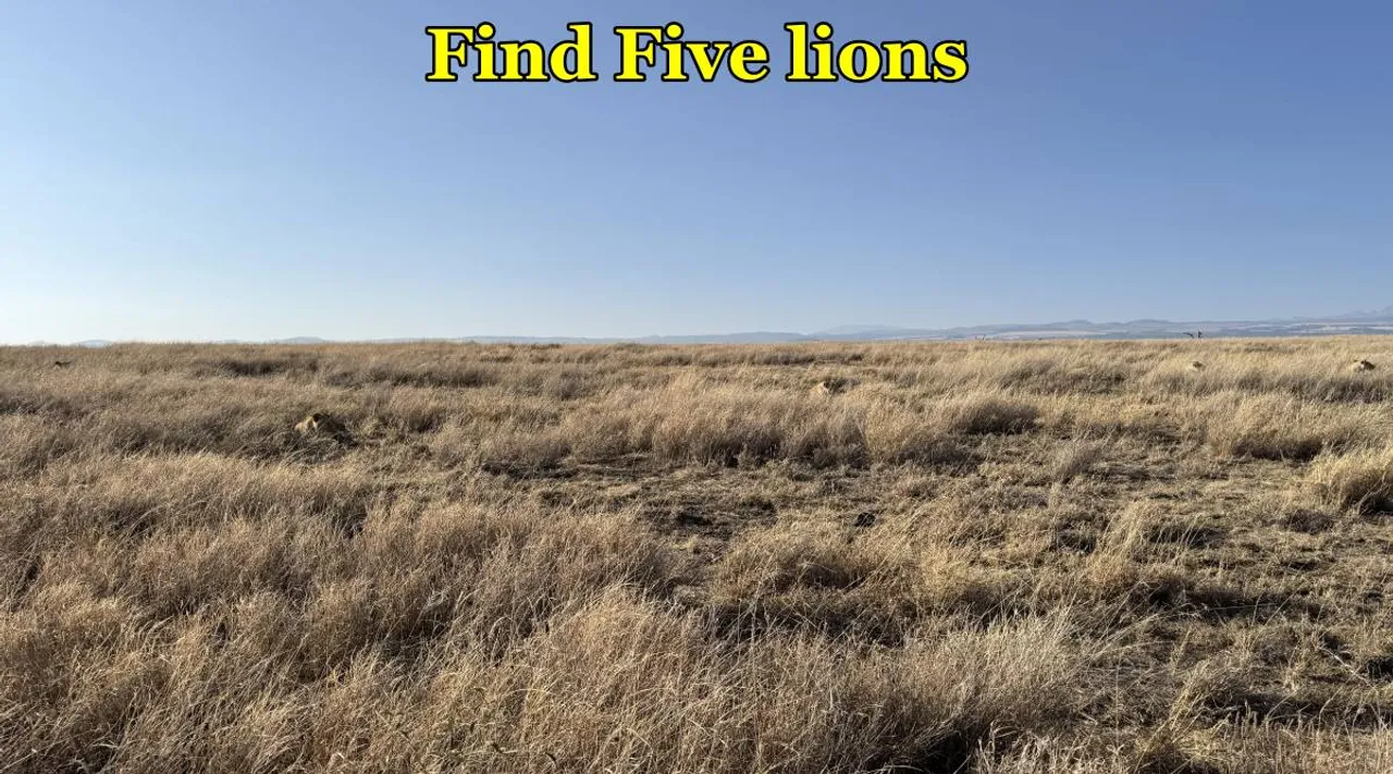 Find Five Lions
