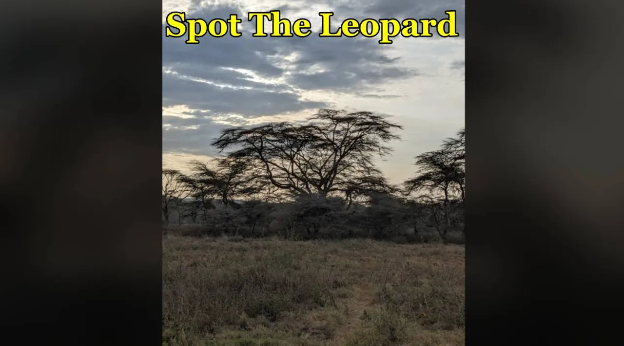 Leopard Dis 1