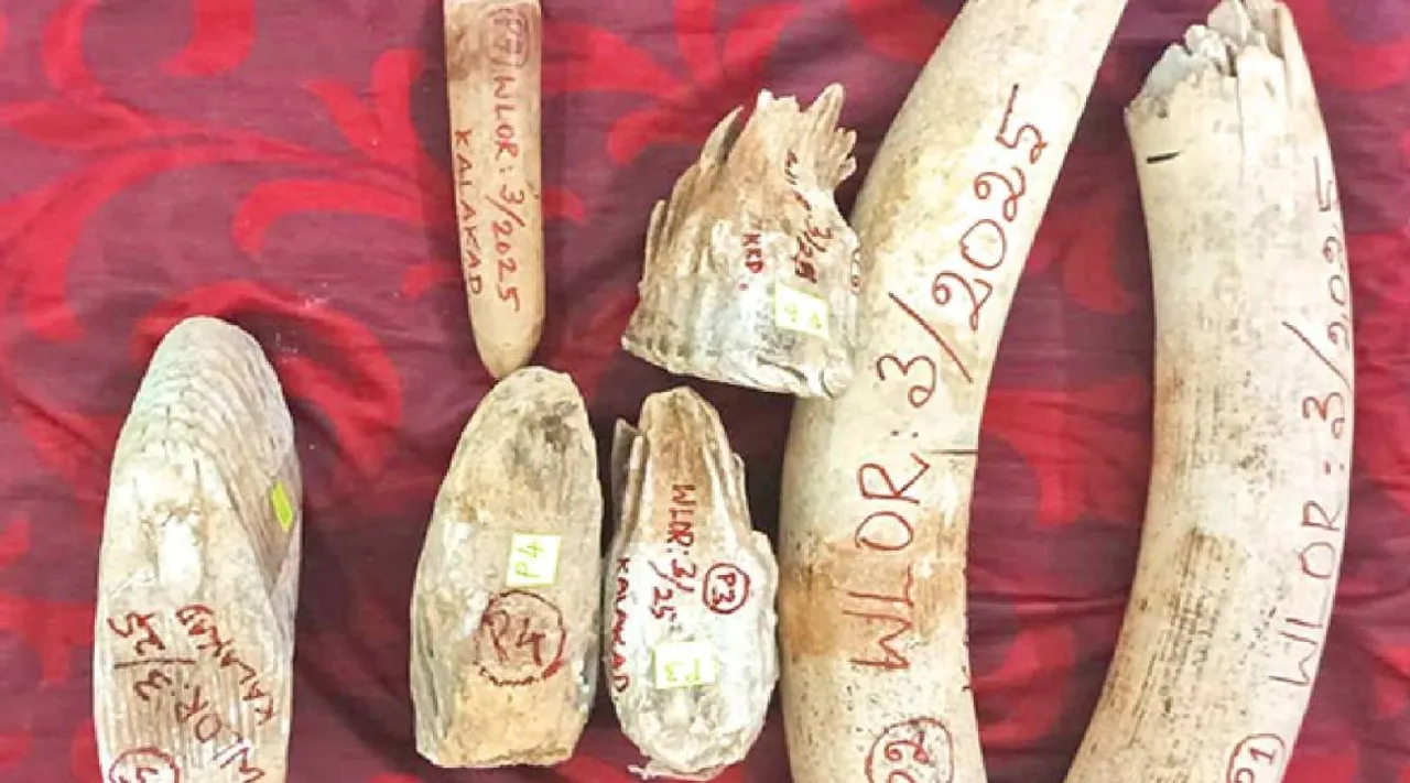 யானை தந்தம்