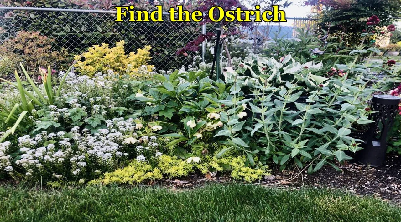 Ostrich 