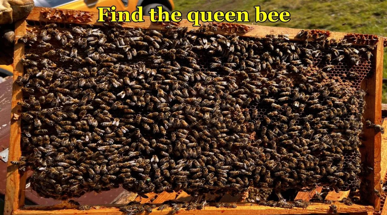 queen bee
