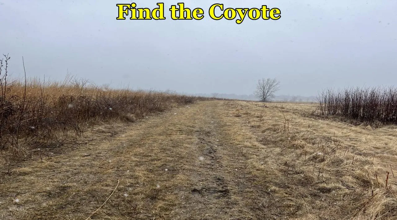 Coyote find