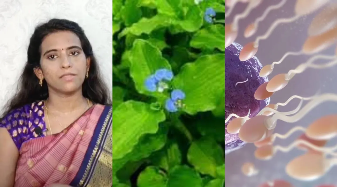 Dr Mythili Kaana Vaazhai keerai sperm count
