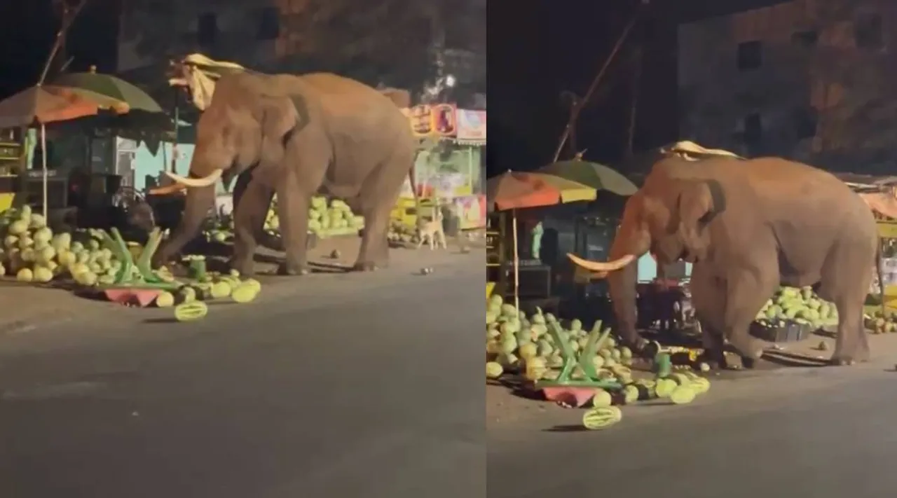 elephant 