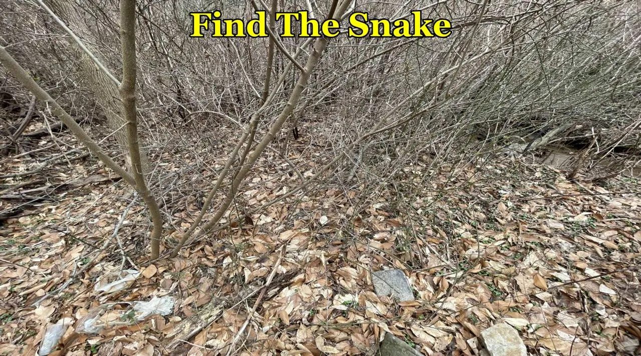 Snake find pls 3