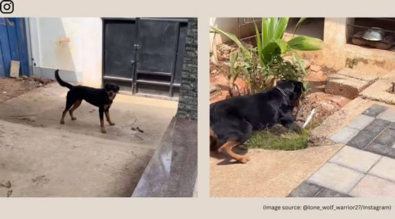 Rottweile vs Cobra