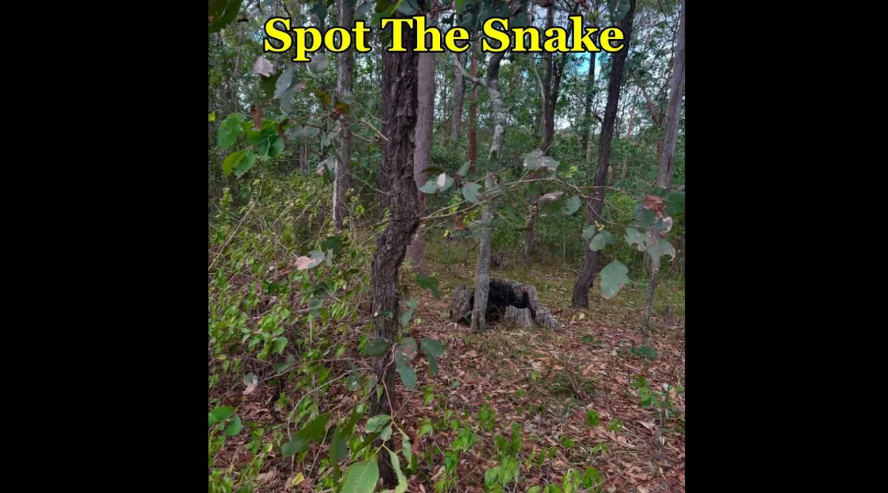 Snake in Forest 3