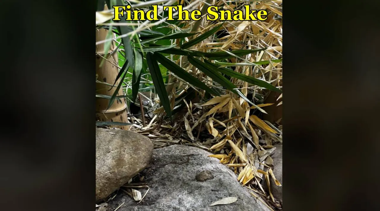 Find Snake in Bamboo 
