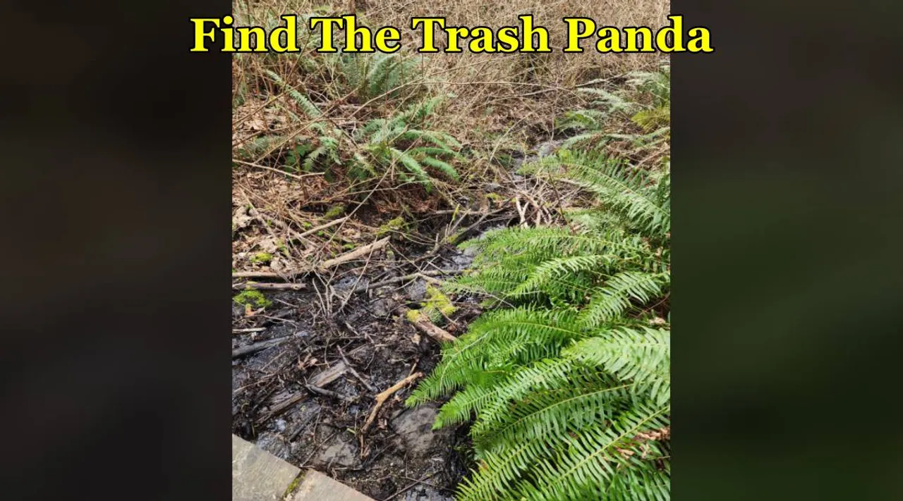 Find the trash panda