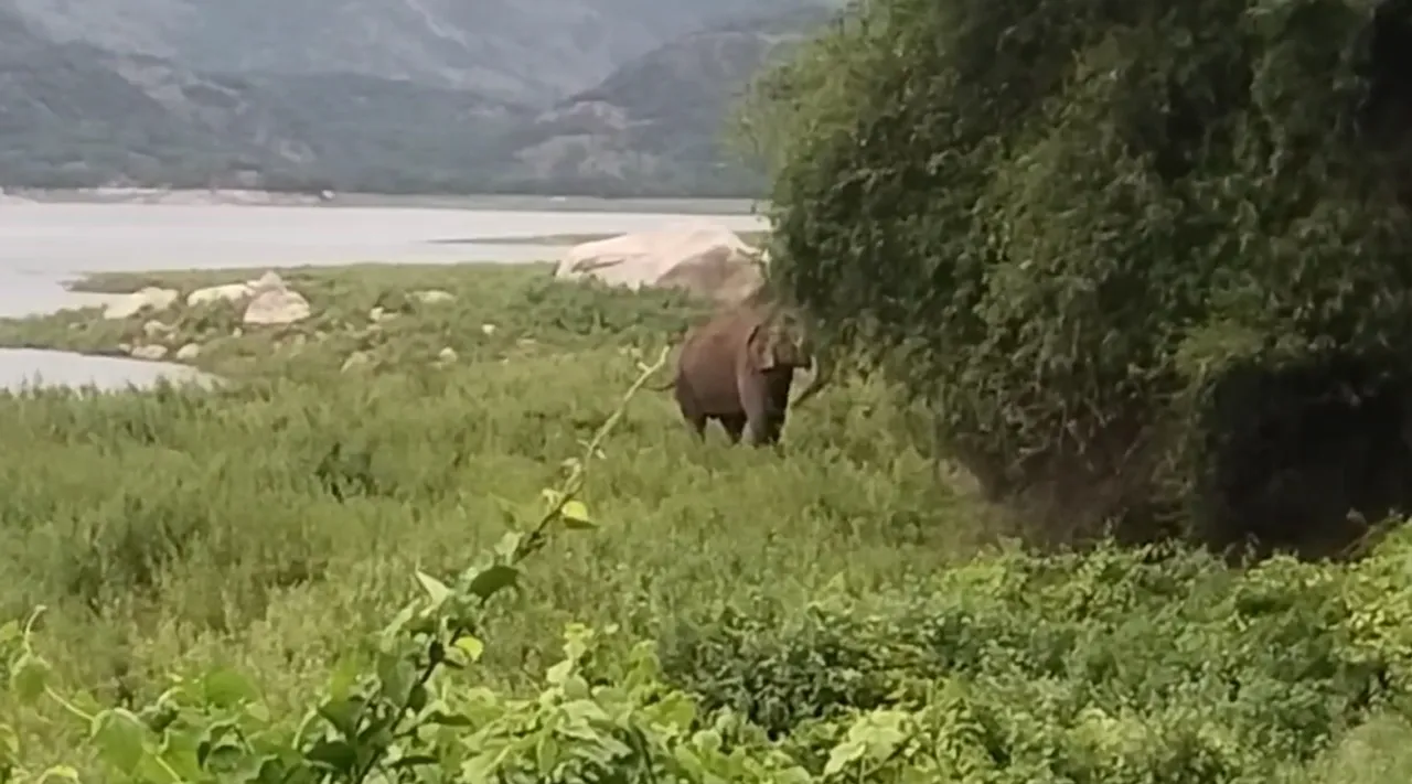 Elephant In Coimba