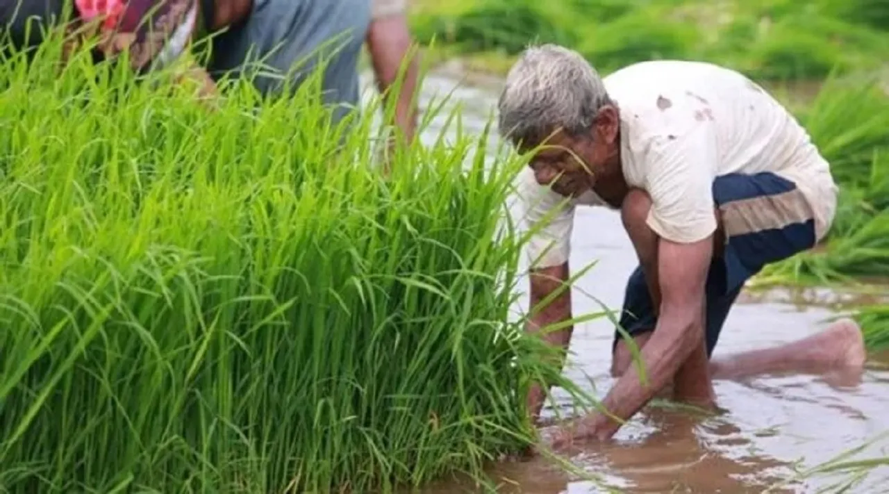 paddy field work