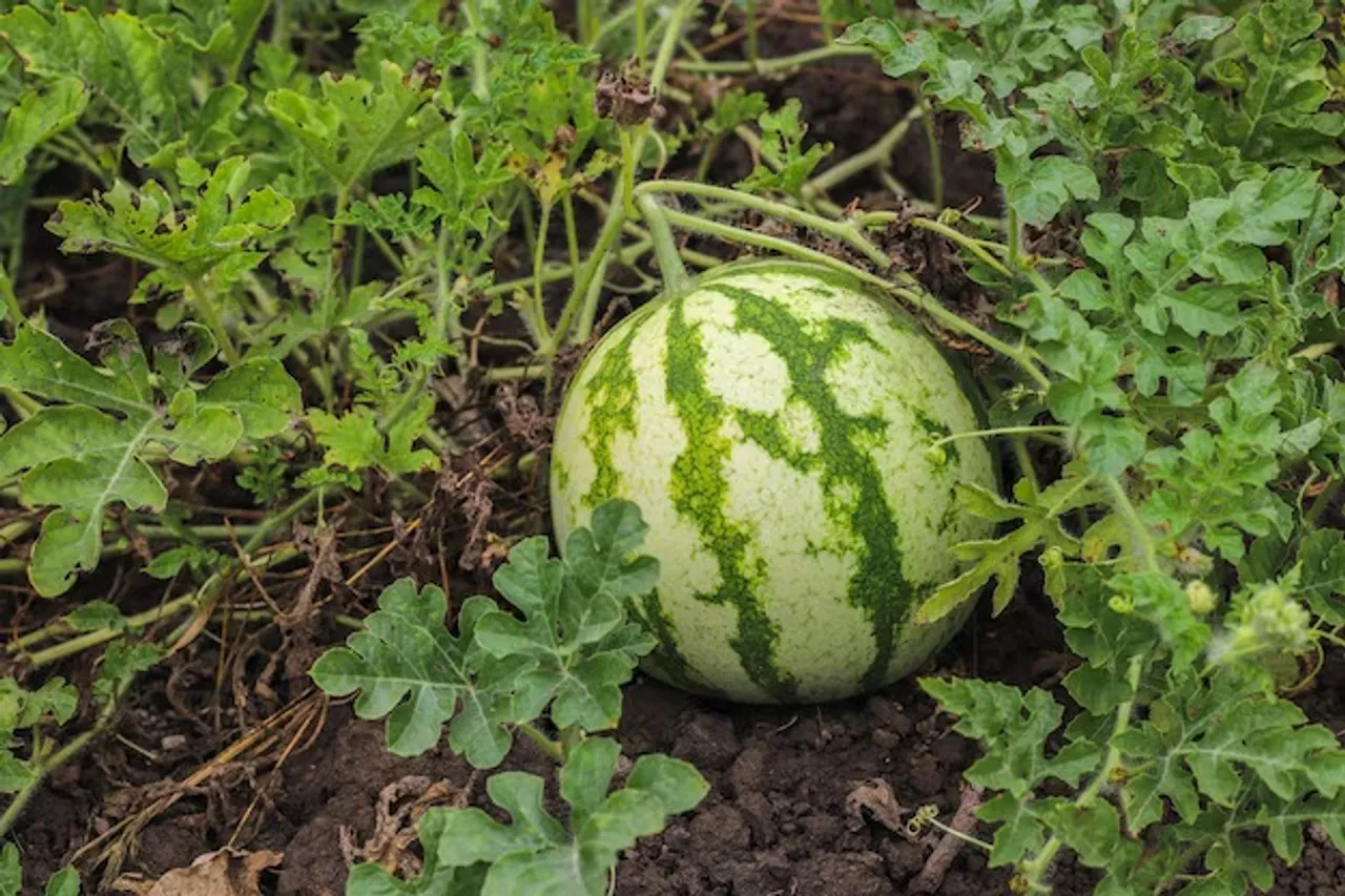 Watermelon garden