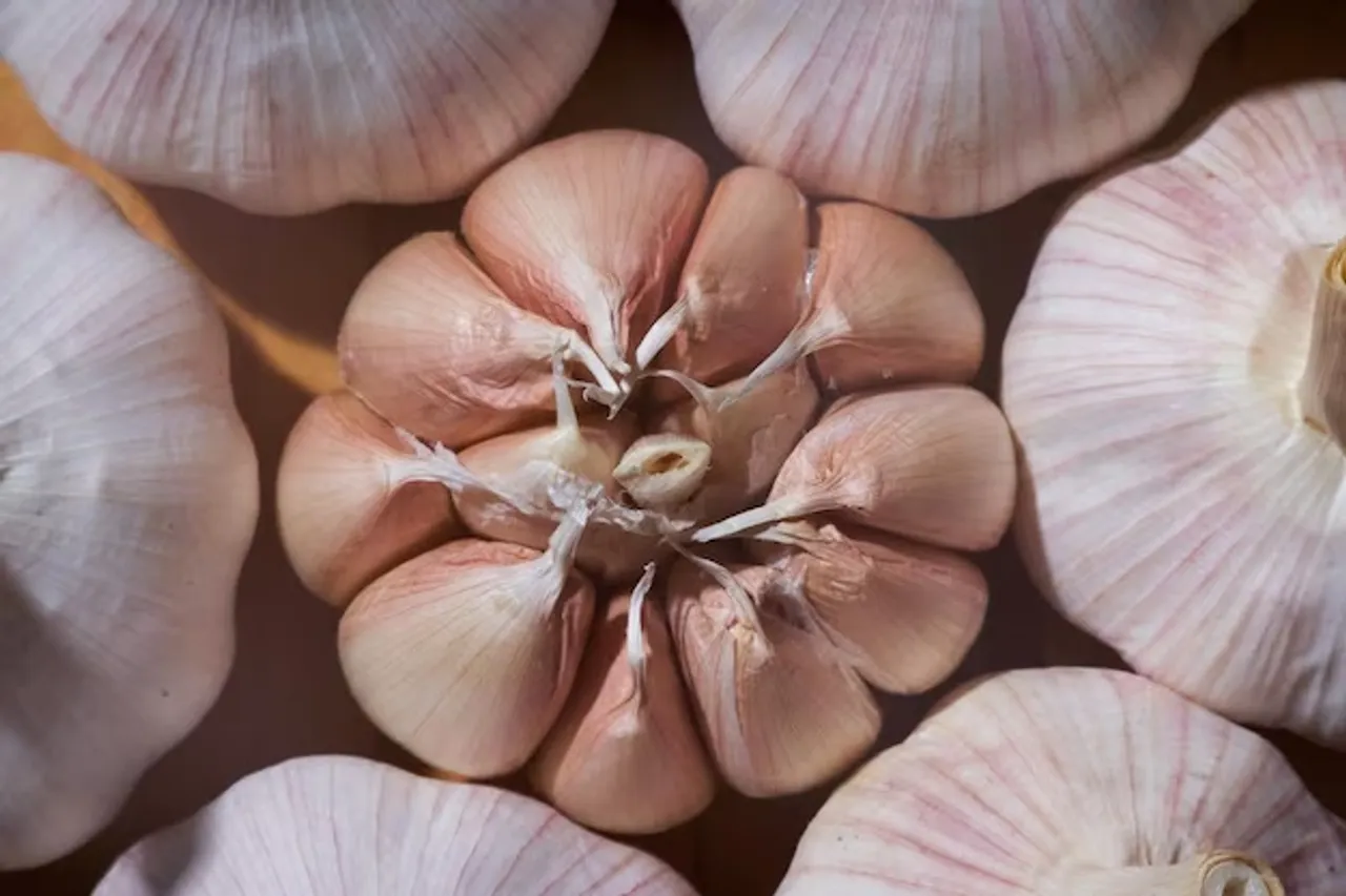 garlic 