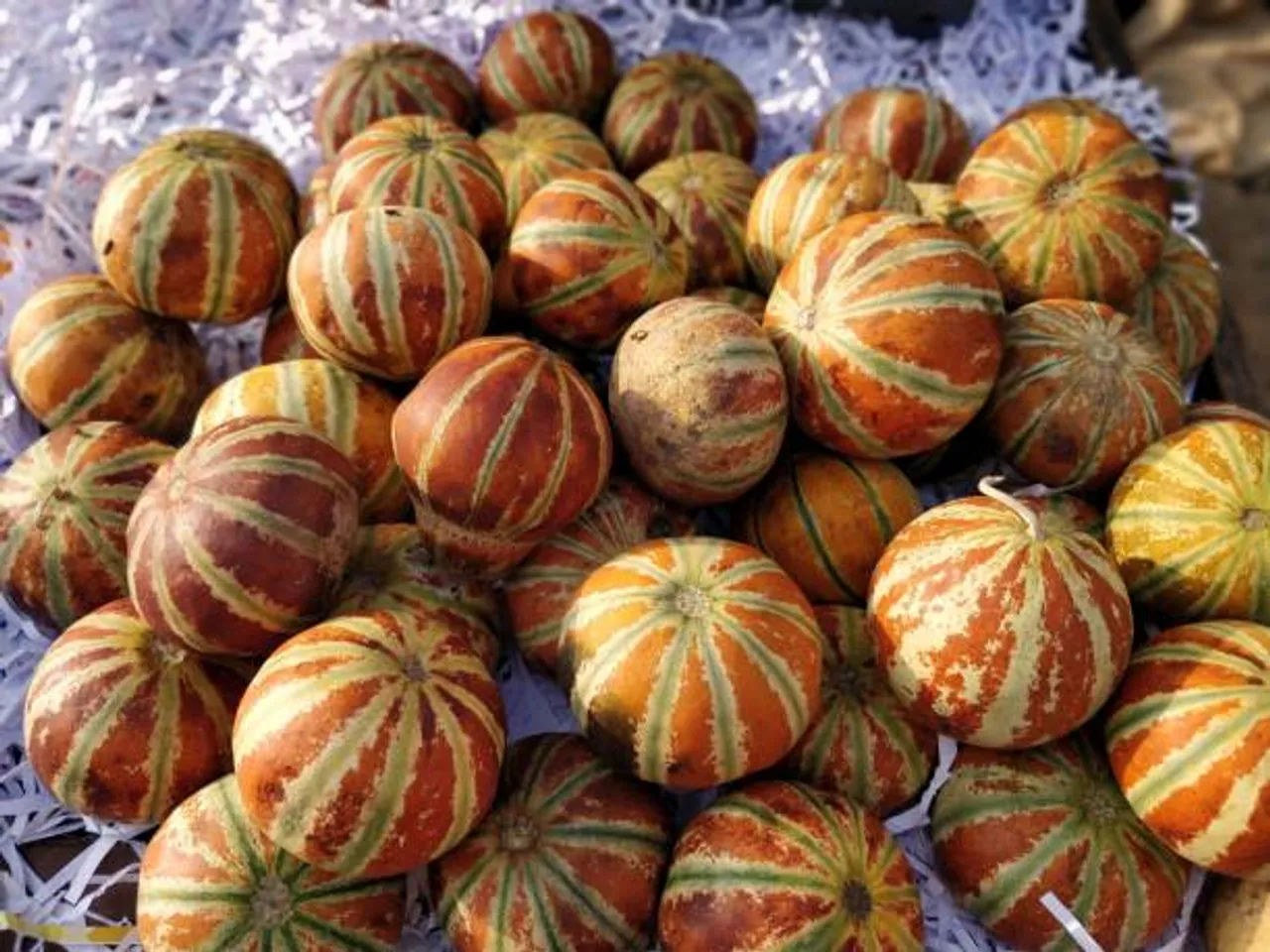 muskmelon