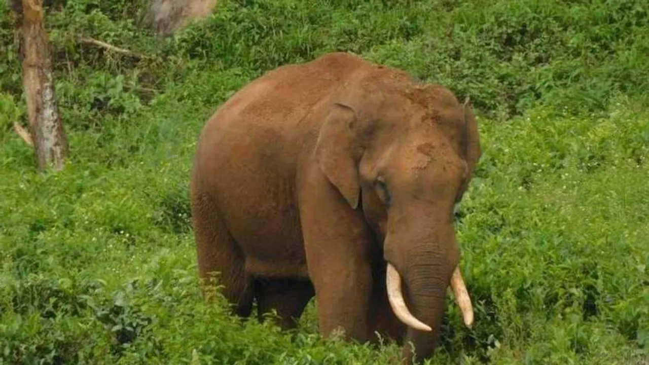 Arikomban Elephant