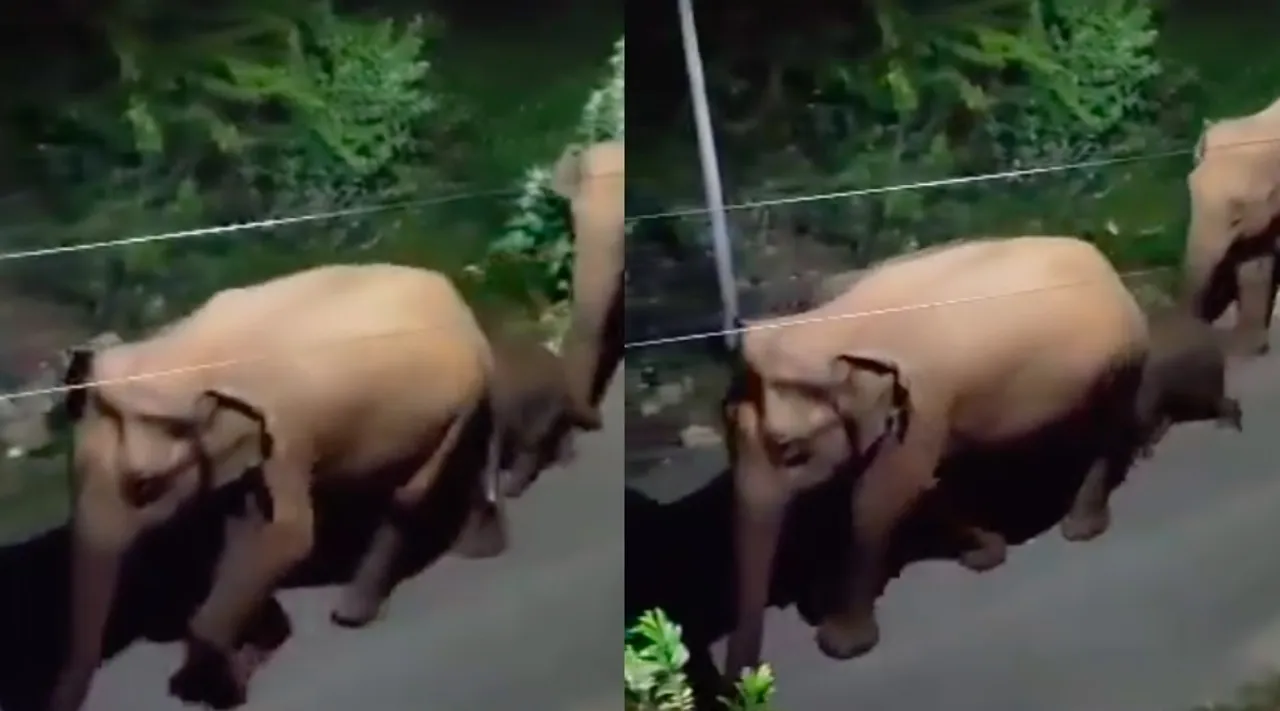 Watch video 4 wild elephants crawling with cubs in residential area in Coimbatore Tamil News 
