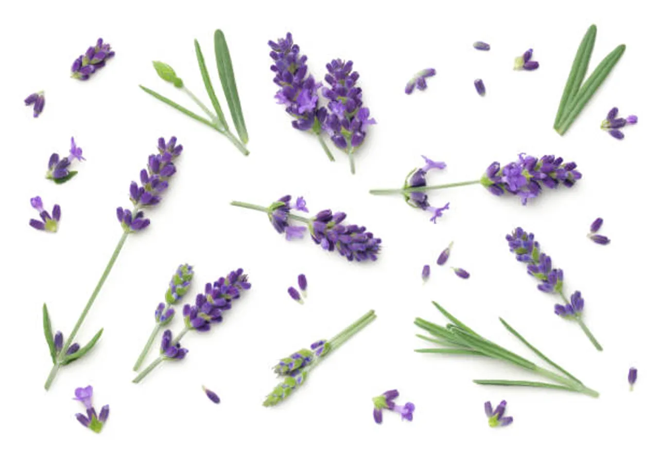 lavender