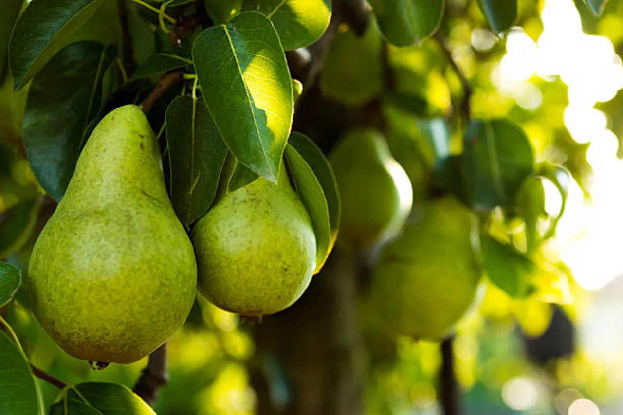 pear